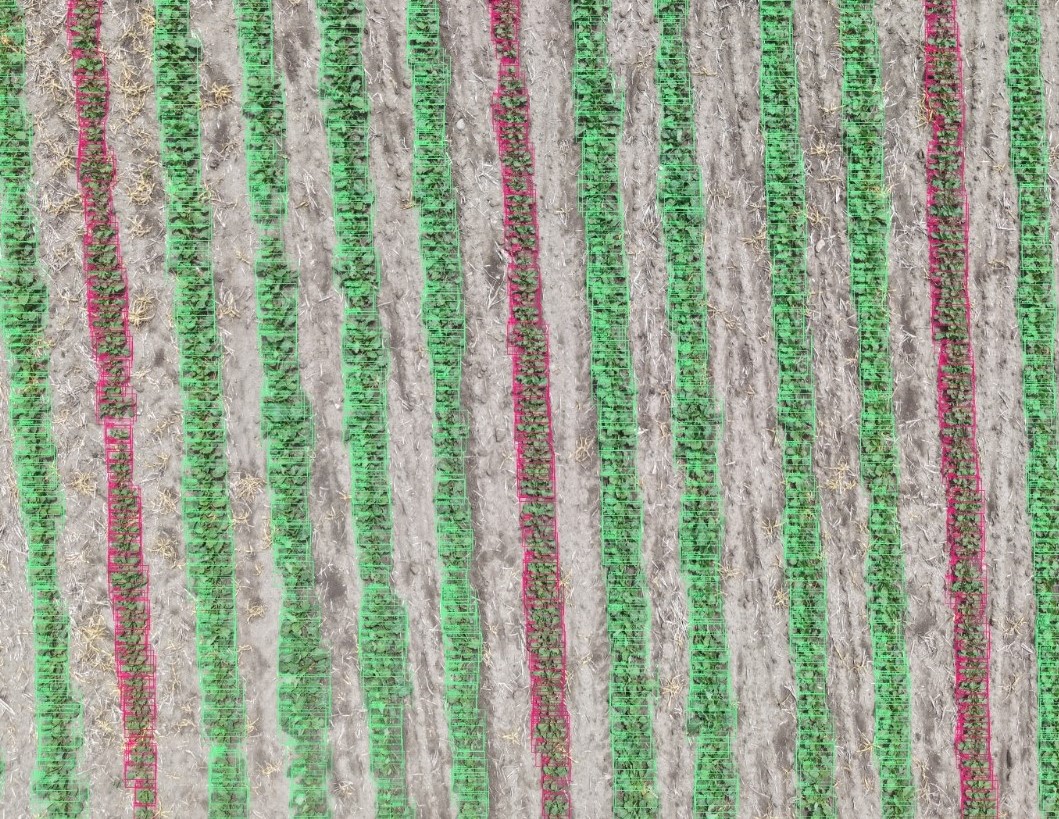 Male and Female Parent Lines